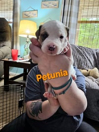 Petunia - Photo 7