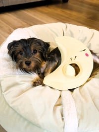 Luna - Photo 11