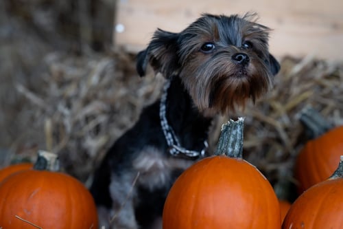 LUNA - Yorkshire Terrier Yorkie available for adoption