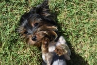 Luna - Photo 8
