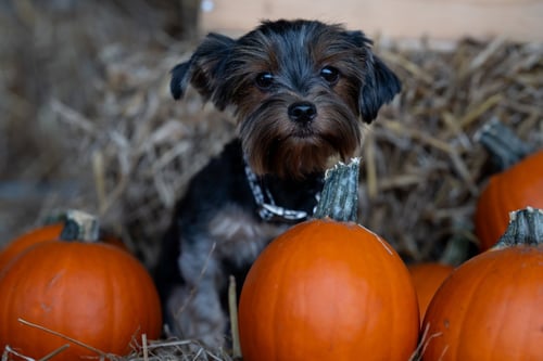 LUNA - Yorkshire Terrier Yorkie for adoption in Athens