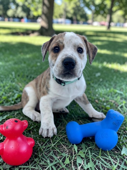 PANSY - English Bulldog / Bluetick Coonhound for adoption in Athens
