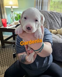 Gardenia - Photo 9