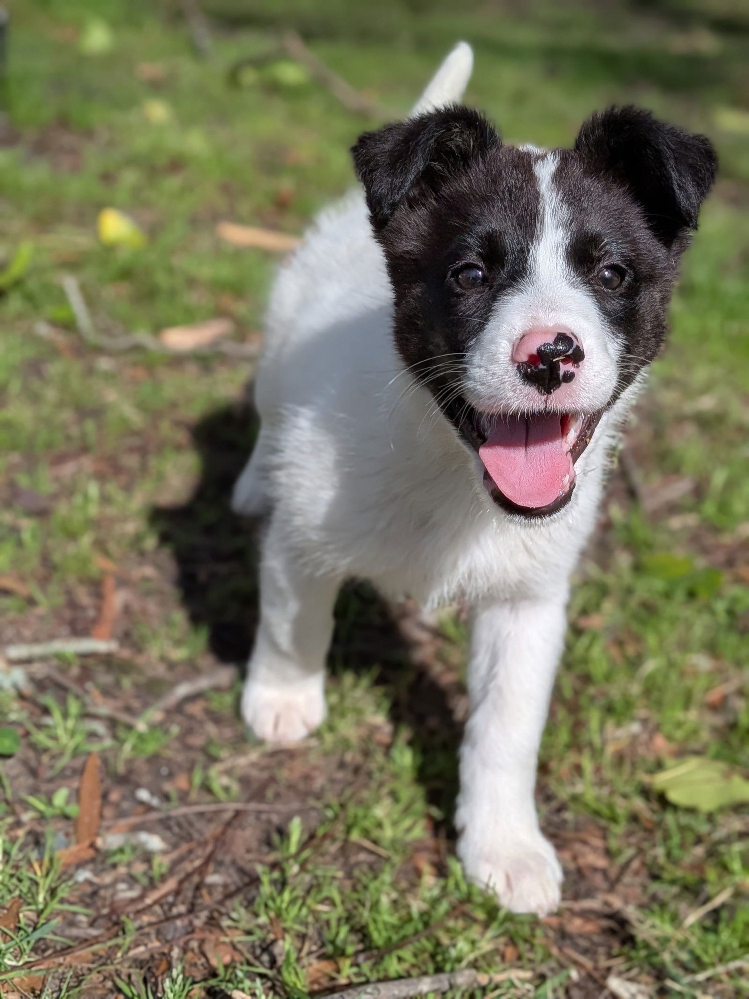 PEACH - Border Collie / Great Pyrenees available for adoption