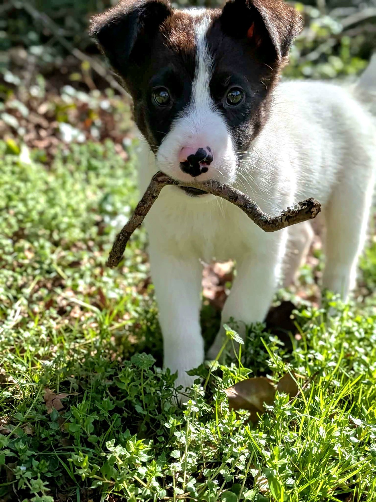 PEACH - Border Collie / Great Pyrenees available for adoption