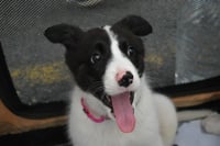 Peach - Photo 20