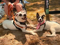 Peach - Photo 14