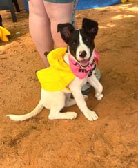 Peach - Photo 13