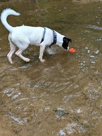 Peach - Photo 9