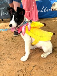 Peach - Photo 16