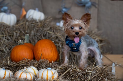 ORION - Yorkshire Terrier Yorkie for adoption in Athens