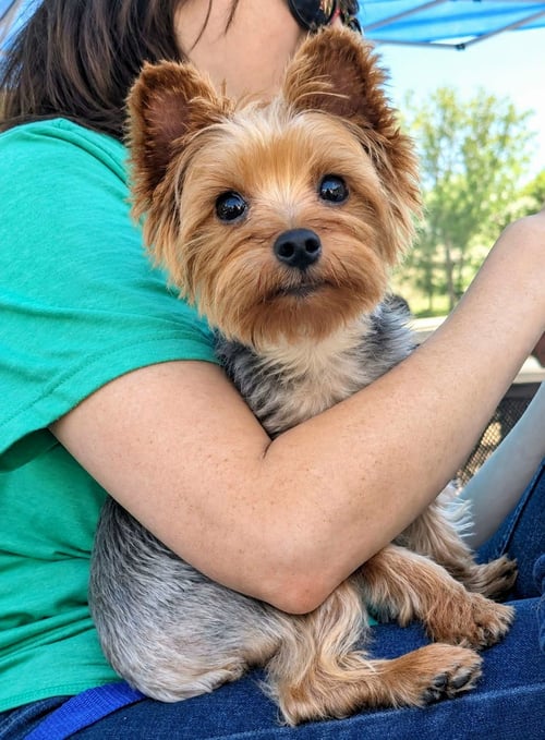 ORION - Yorkshire Terrier Yorkie available for adoption