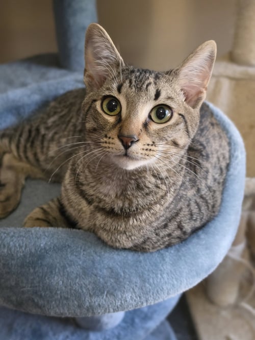 LIL DUDER - Tiger / Tabby for adoption in Athens