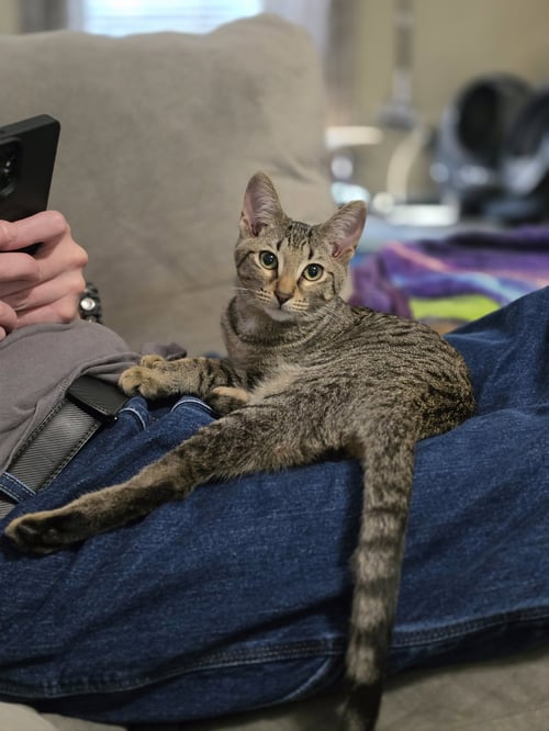 LIL DUDER - Tiger / Tabby available for adoption