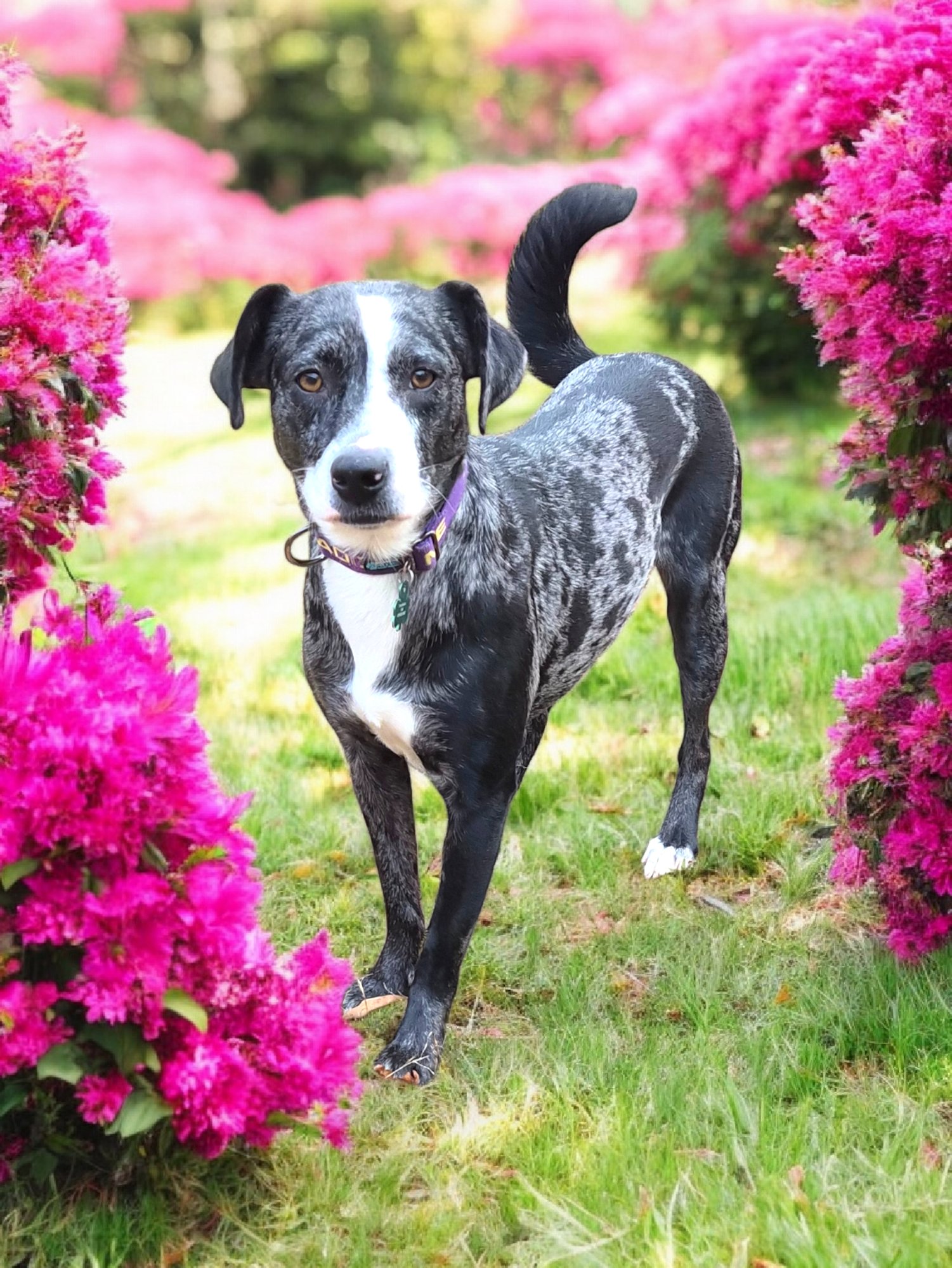 GRIZELDA - Australian Shepherd / Catahoula Leopard Dog available for adoption