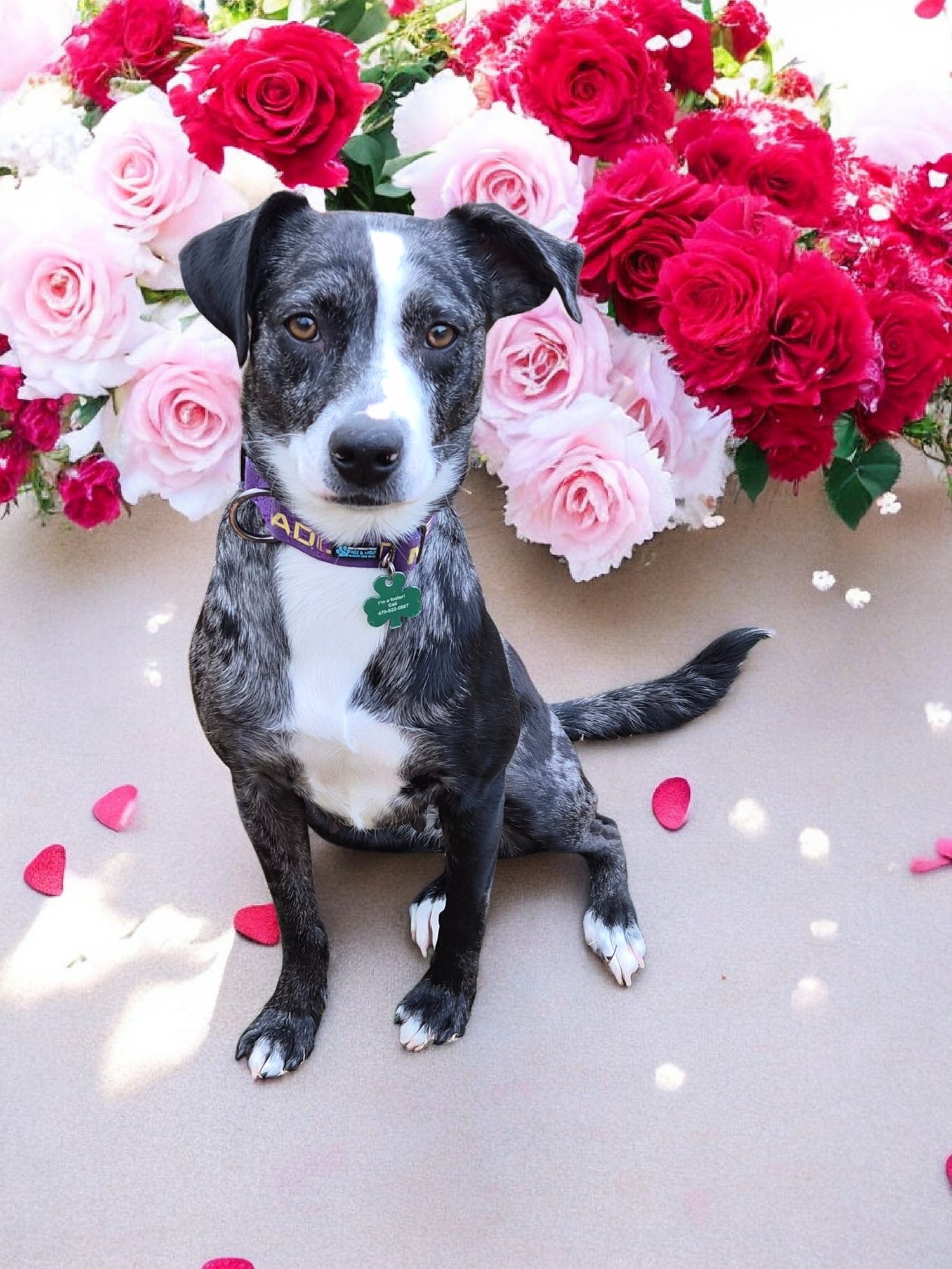 GRIZELDA - Australian Shepherd / Catahoula Leopard Dog available for adoption