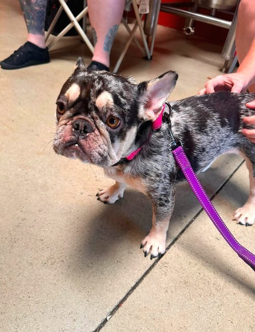 TILLY - French Bulldog available for adoption