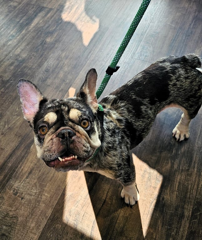 Tilly Image