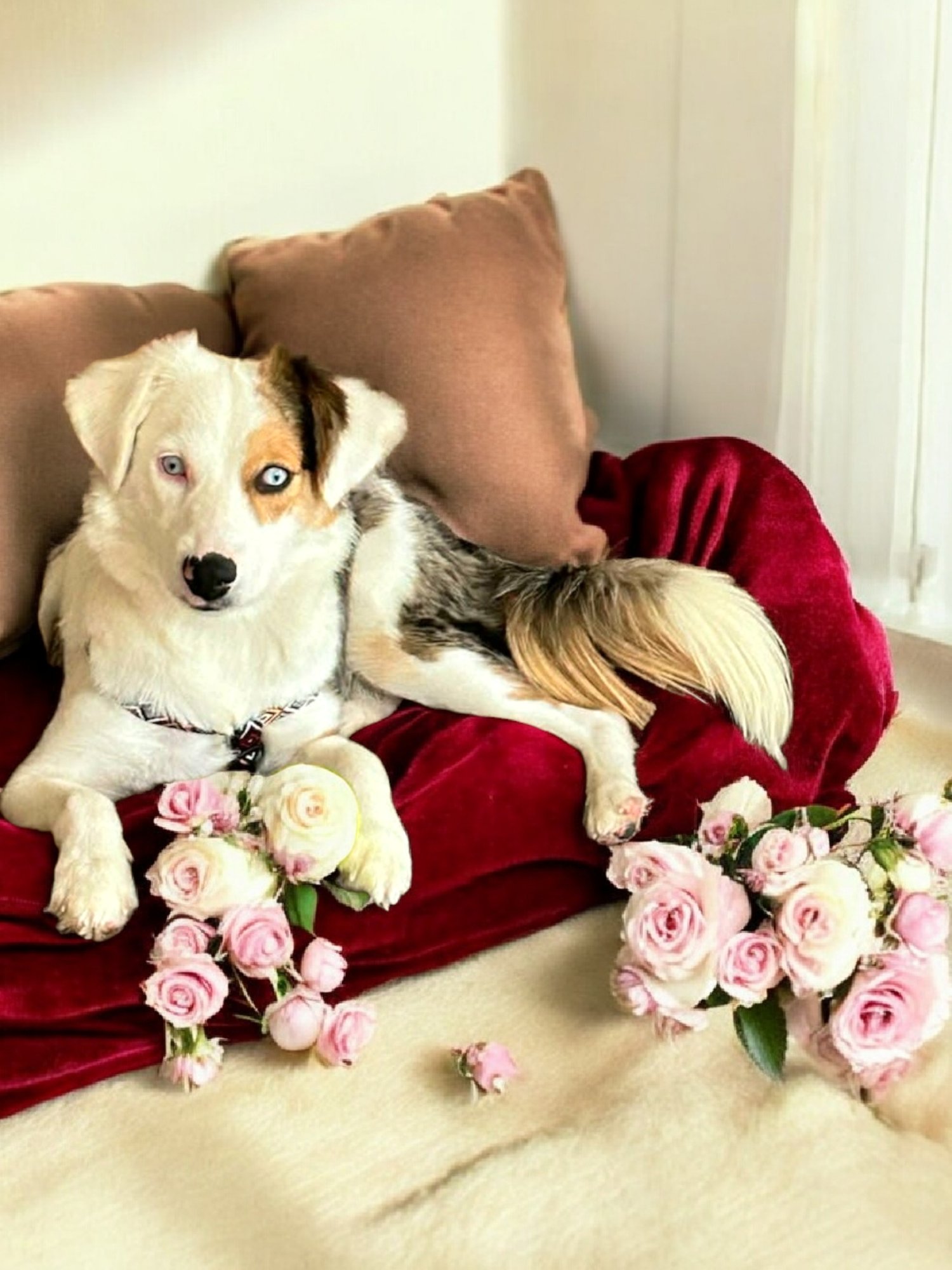 HILDA - Australian Shepherd / Catahoula Leopard Dog available for adoption