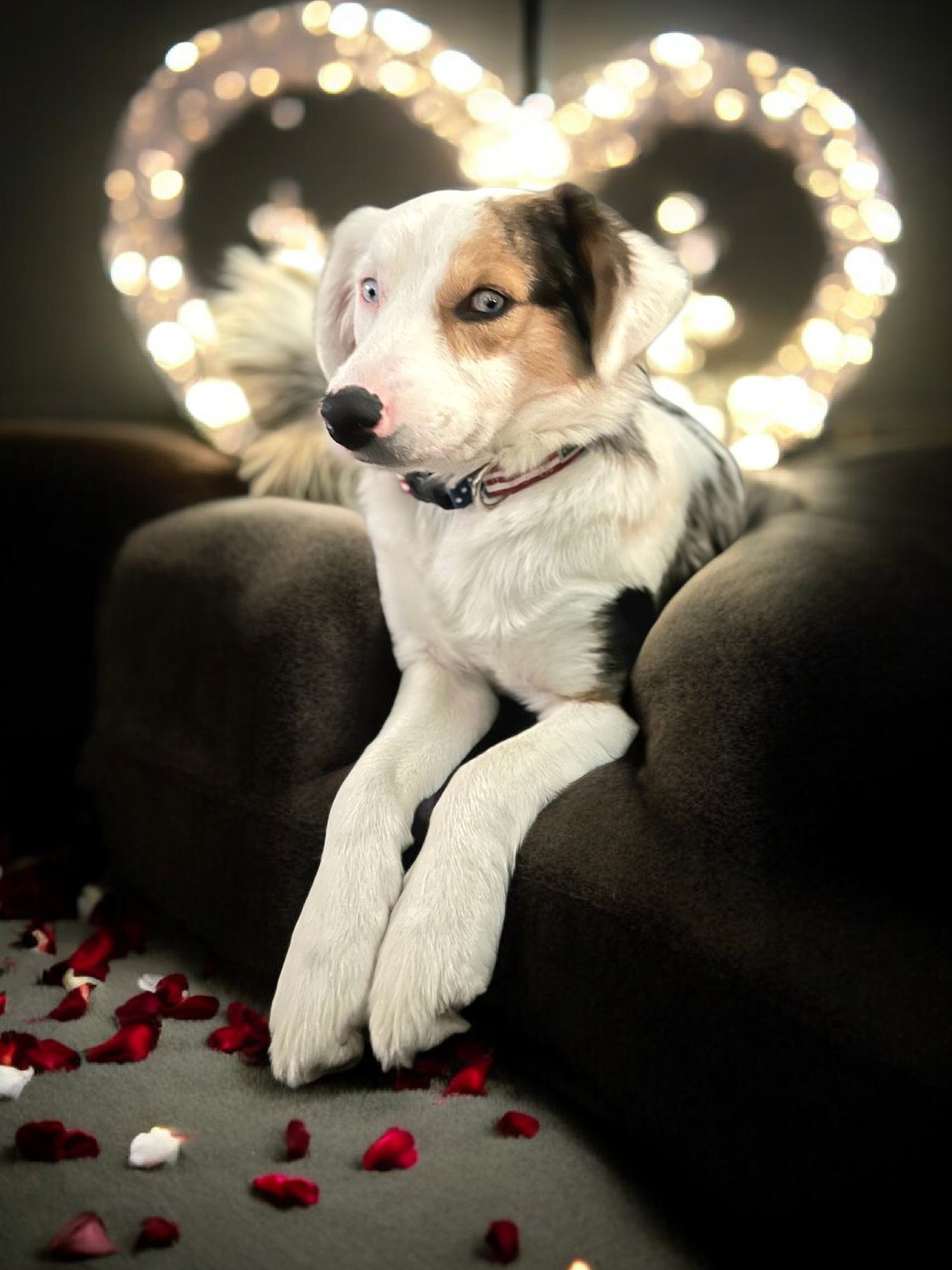 HILDA - Australian Shepherd / Catahoula Leopard Dog available for adoption