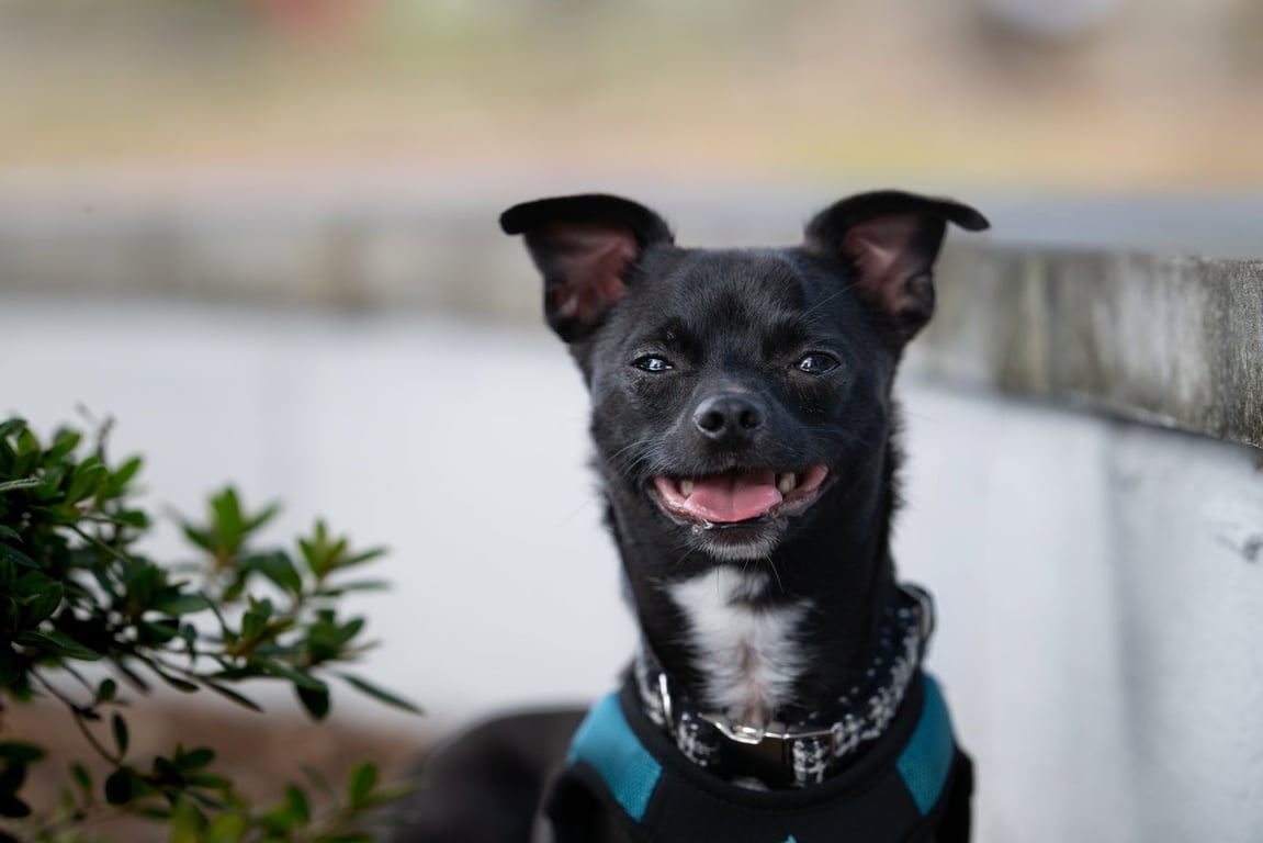 Sammie Image