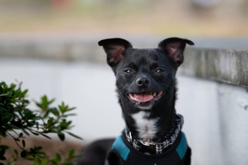 SAMMIE - Chihuahua for adoption in Athens