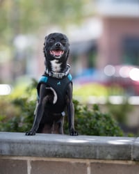 Sammie - Photo 3