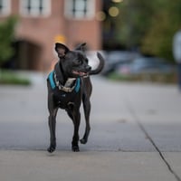Sammie - Photo 2