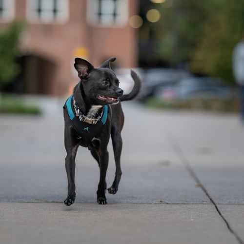 SAMMIE - Chihuahua available for adoption
