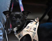 Sammie - Photo 7
