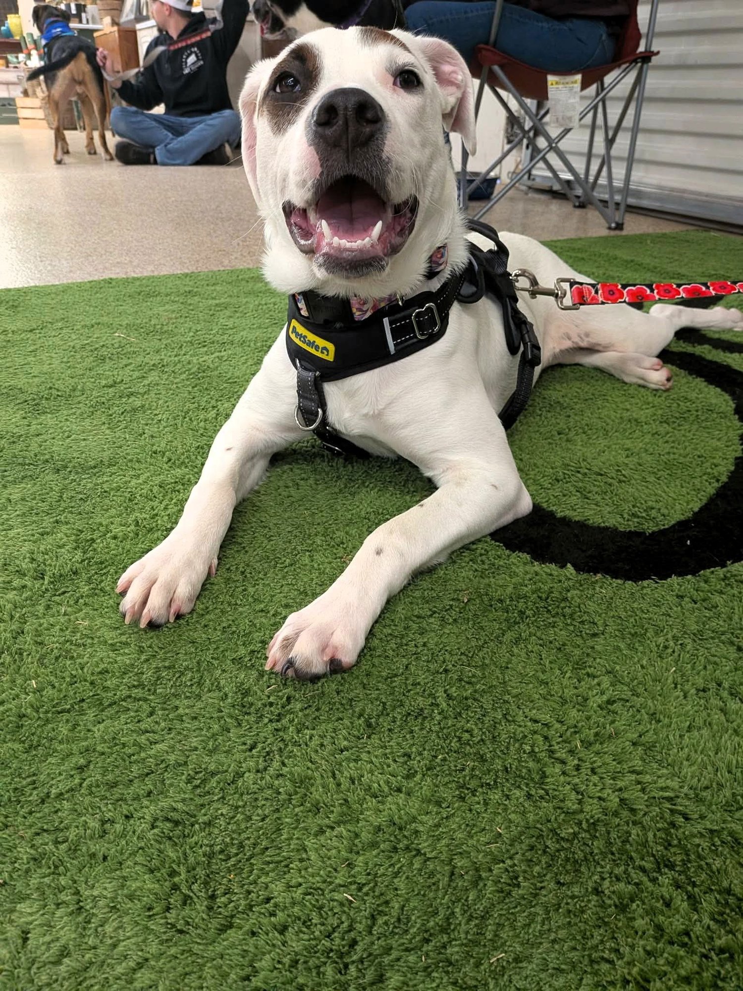 ASPEN - Boxer / American Bulldog available for adoption