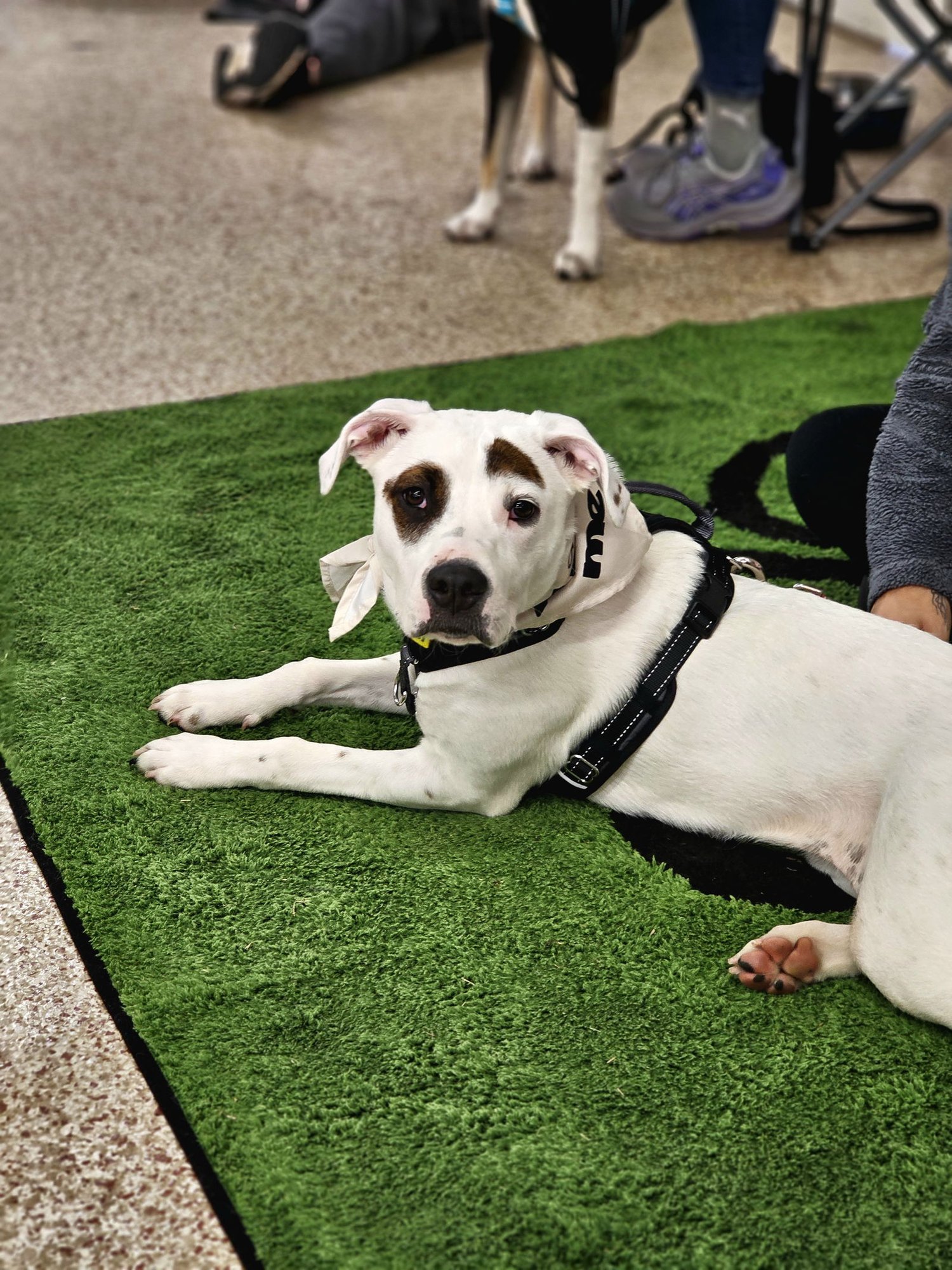 ASPEN - Boxer / American Bulldog available for adoption