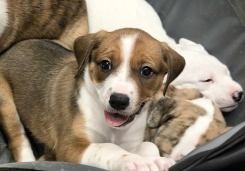 LILAC - English Bulldog / Bluetick Coonhound for adoption in Athens