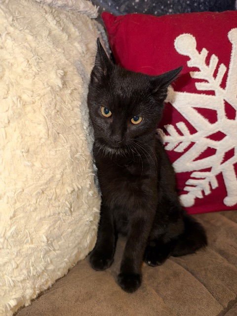 RAVEN - Domestic Short Hair available for adoption