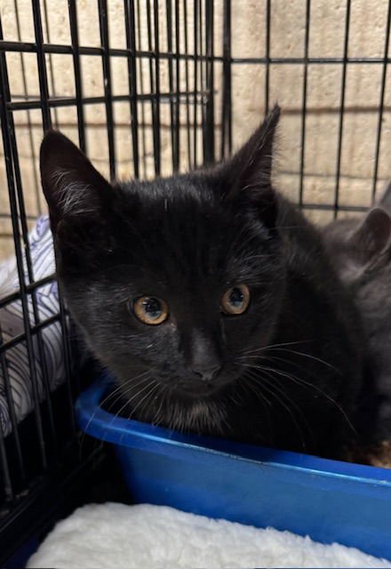 RAVEN - Domestic Short Hair available for adoption