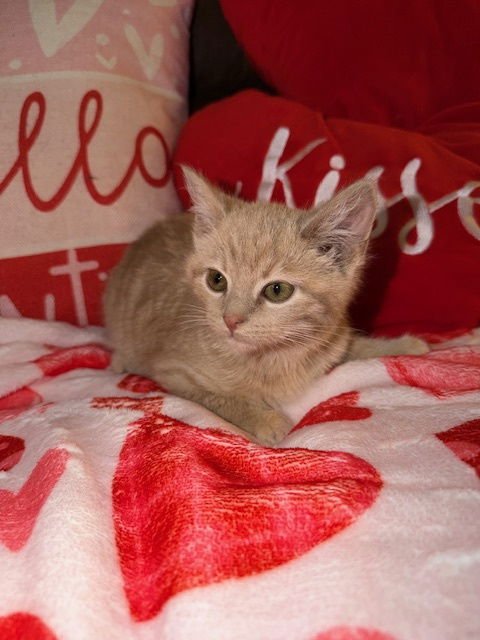 RAMSEY - Domestic Medium Hair available for adoption