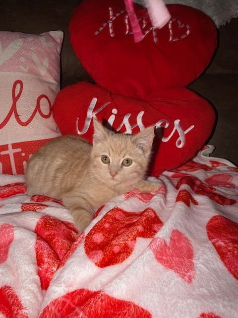 RAMSEY - Domestic Medium Hair available for adoption