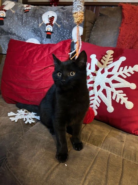 BLACK JACK - Domestic Medium Hair available for adoption