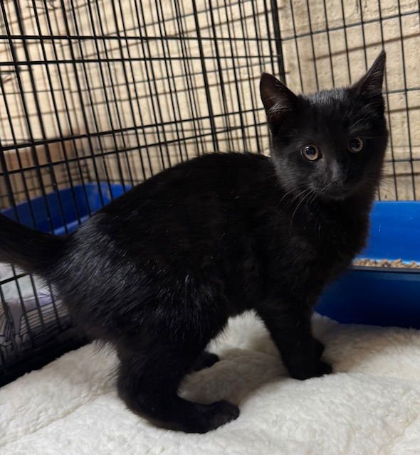 Black Jack - Photo 3