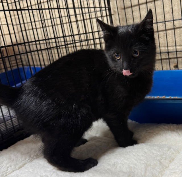 Black Jack - Photo 4