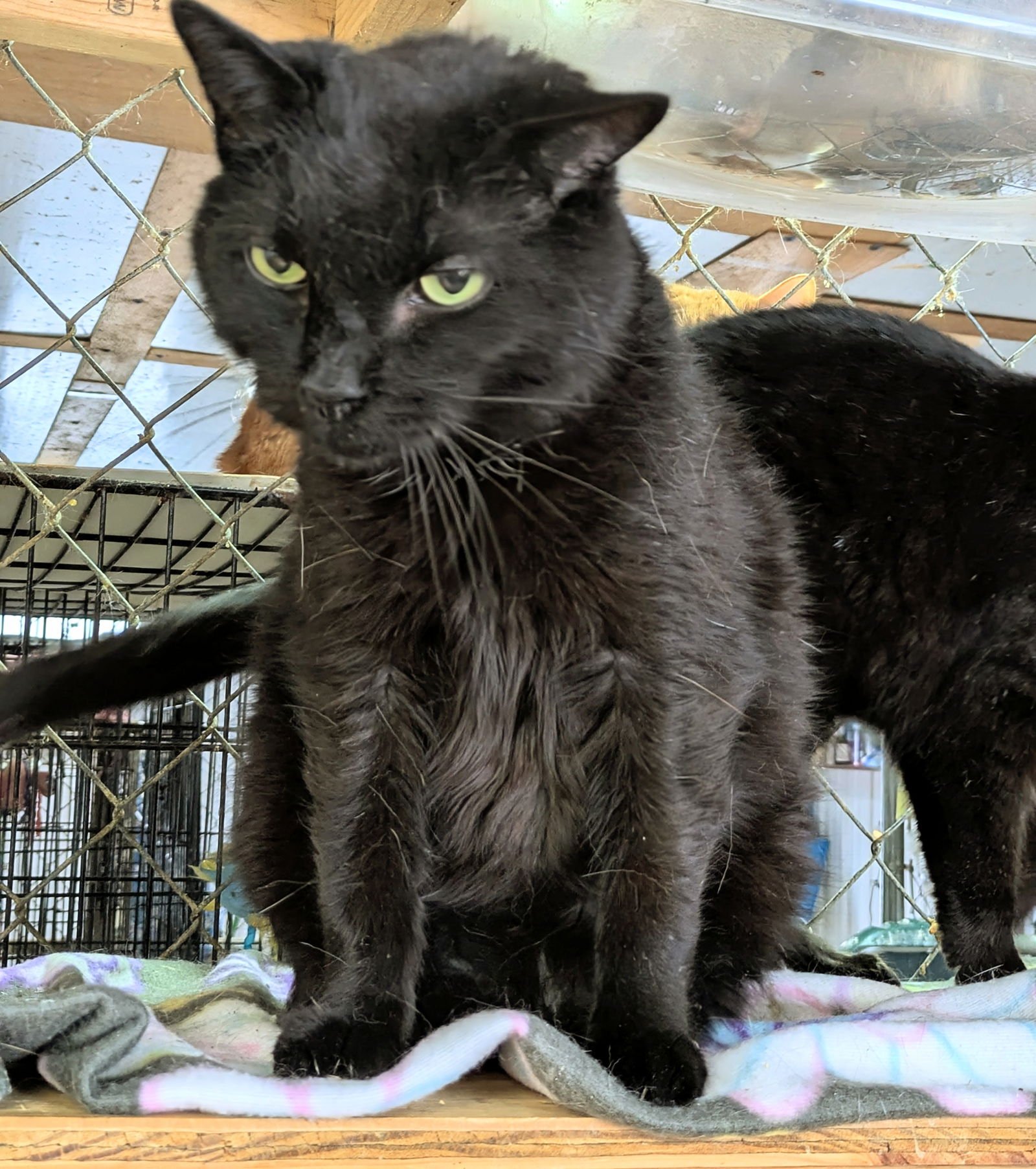 FUZZY WUZZY - Domestic Medium Hair available for adoption