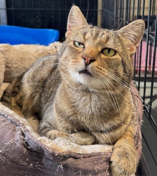 JASPER - Tabby / Domestic Short Hair available for adoption