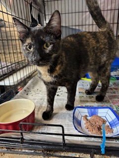 NUTMEG - Tortoiseshell available for adoption