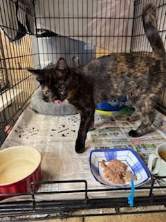 NUTMEG - Tortoiseshell available for adoption