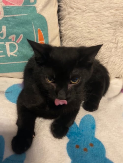 CHISTERY - Domestic Short Hair available for adoption