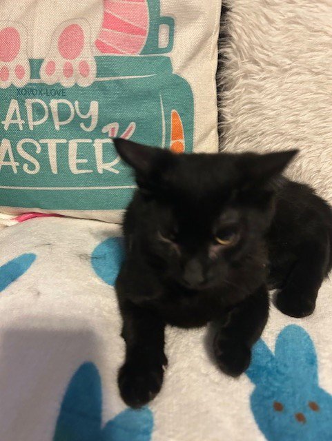 CHISTERY - Domestic Short Hair available for adoption