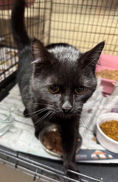 MARSHMALLOW - Domestic Medium Hair available for adoption