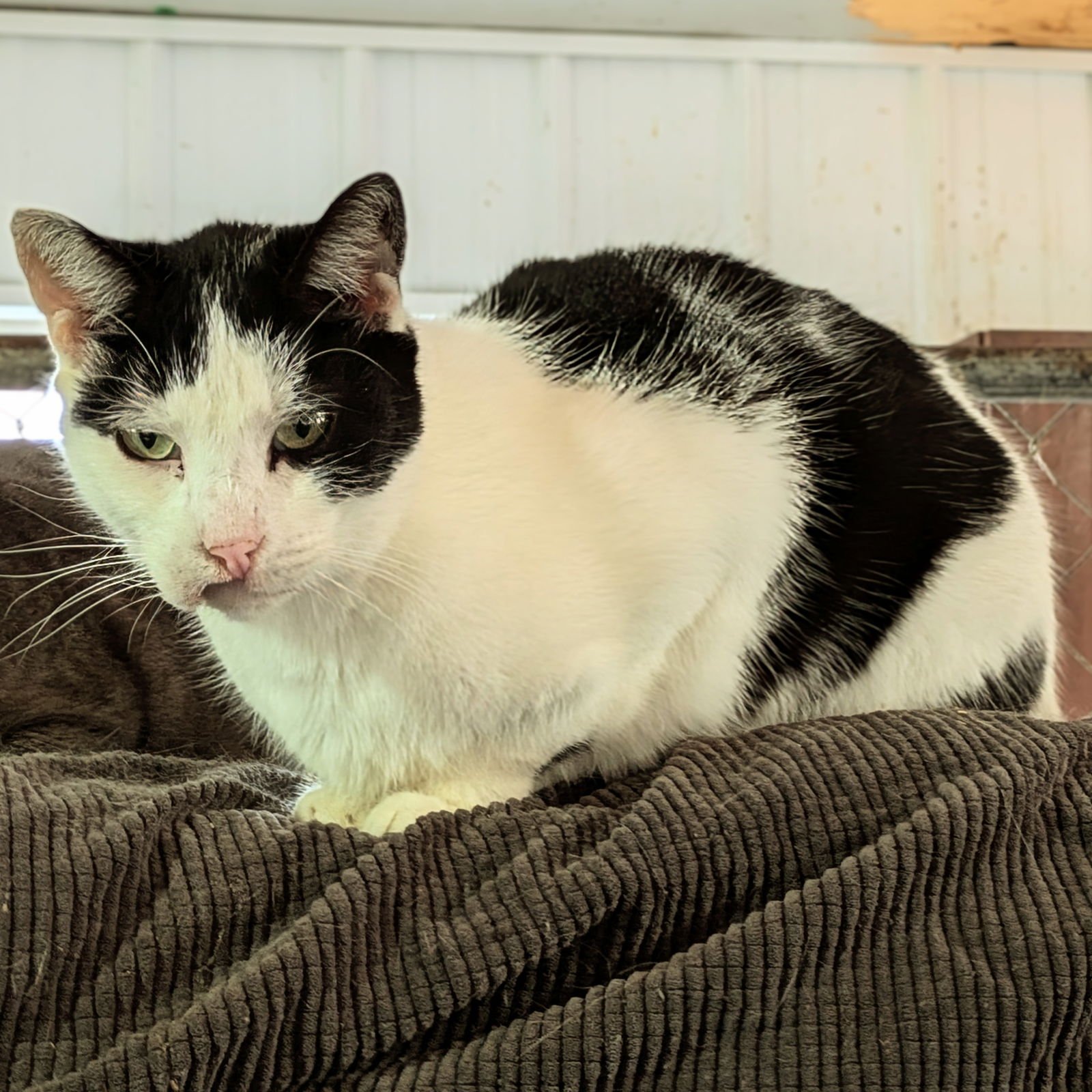 BRUCE SPRINGSTEEN - Domestic Short Hair available for adoption