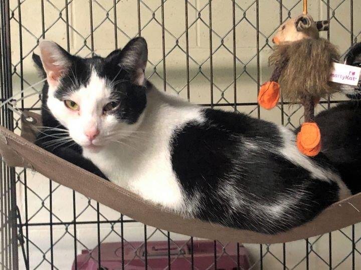 BRUCE SPRINGSTEEN - Domestic Short Hair available for adoption