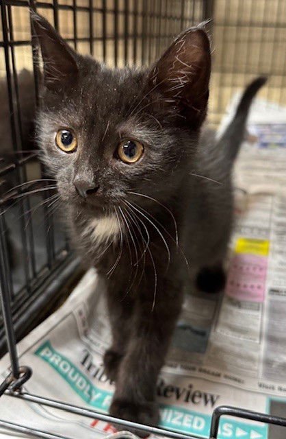 USHER - Domestic Short Hair available for adoption